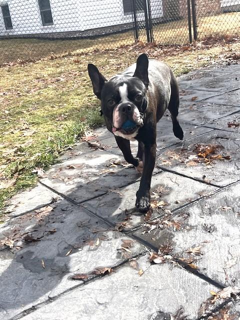 Enlarge Bug in MN, a ADOPTABLE Boston Terrier in Minneapolis, MN image 5/5