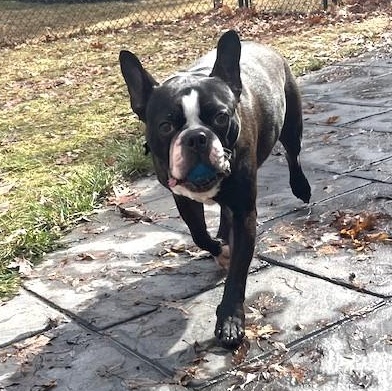 Enlarge Bug in MN, an adoptable Boston Terrier in Minneapolis, MN image 5/5
