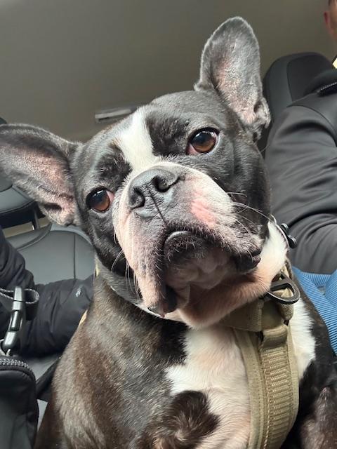 Enlarge Bug in MN, a ADOPTABLE Boston Terrier in Minneapolis, MN image 2/5