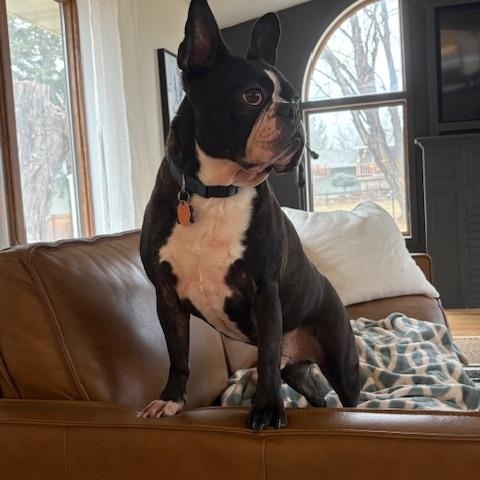 Enlarge Bug in MN, a ADOPTABLE Boston Terrier in Minneapolis, MN image 3/5