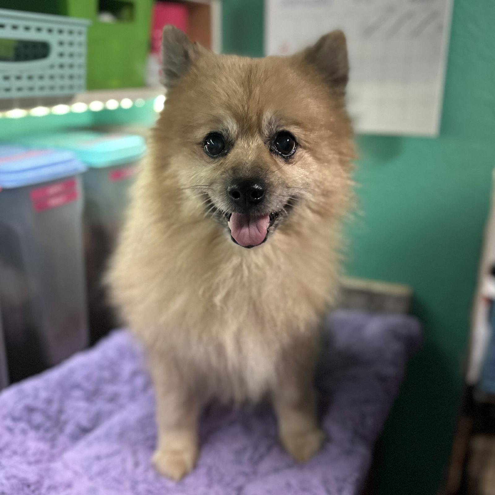 Smokey, Adoptable, Adult Male Pomeranian.
