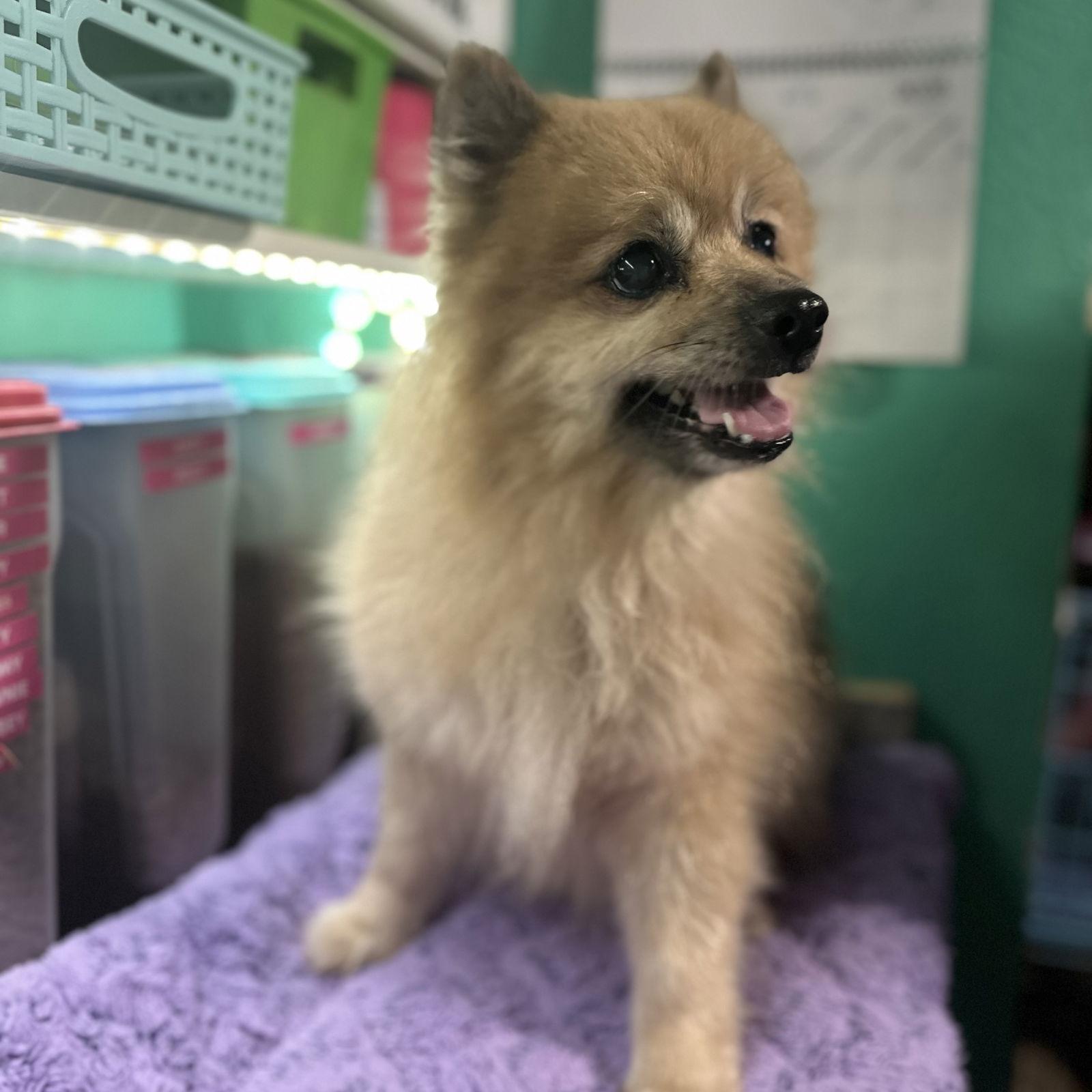 Enlarge Smokey, a Adoptable Pomeranian in Garland, TX image 2/3