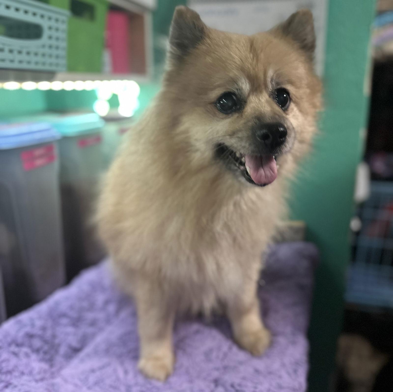 Enlarge Smokey, a Adoptable Pomeranian in Garland, TX image 3/3