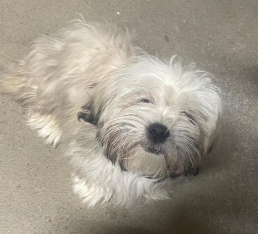 Enlarge Molly, an adopted Lhasa Apso in Billings, MT image 1/1