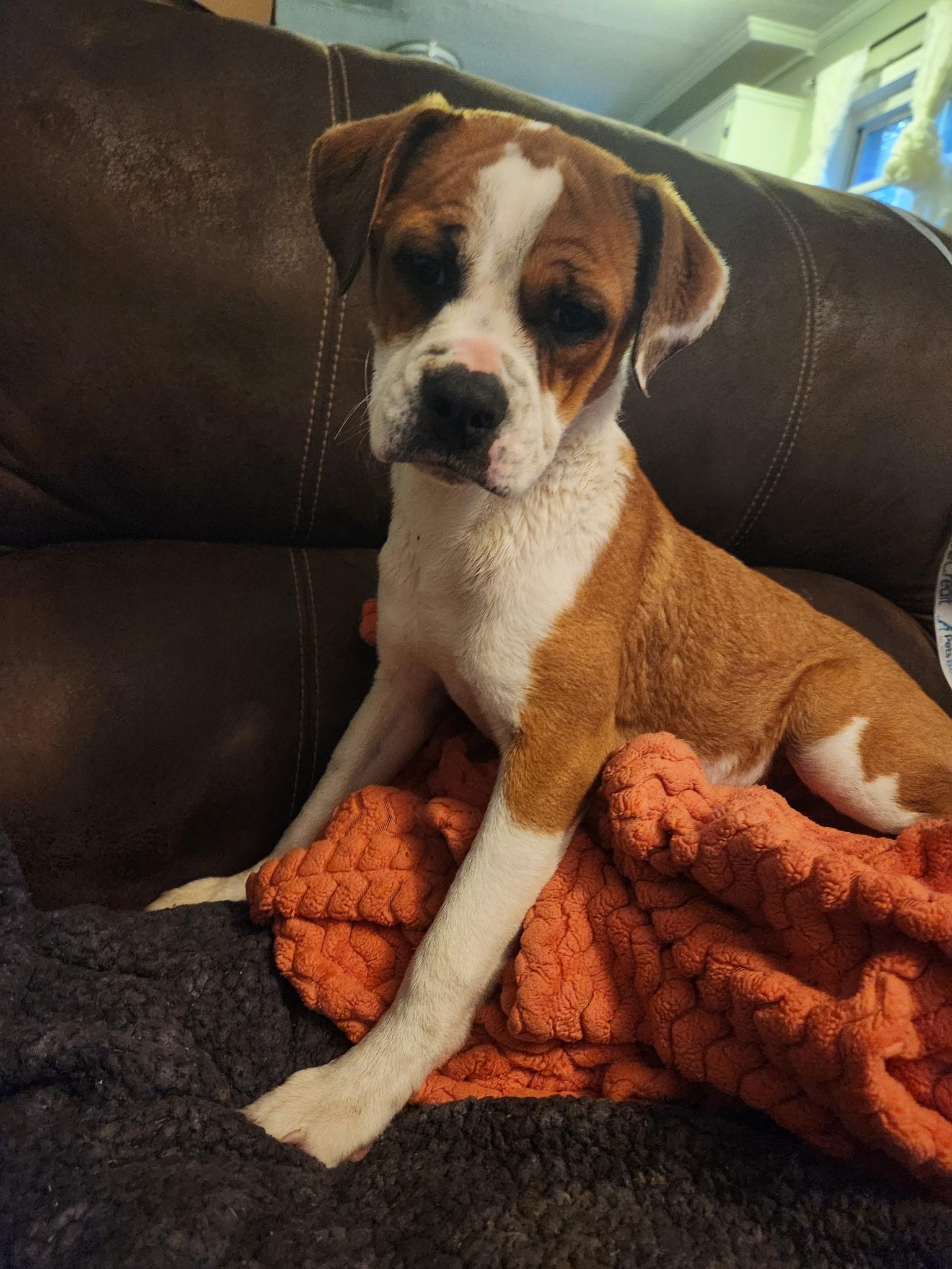 Chance, Young Male unknown