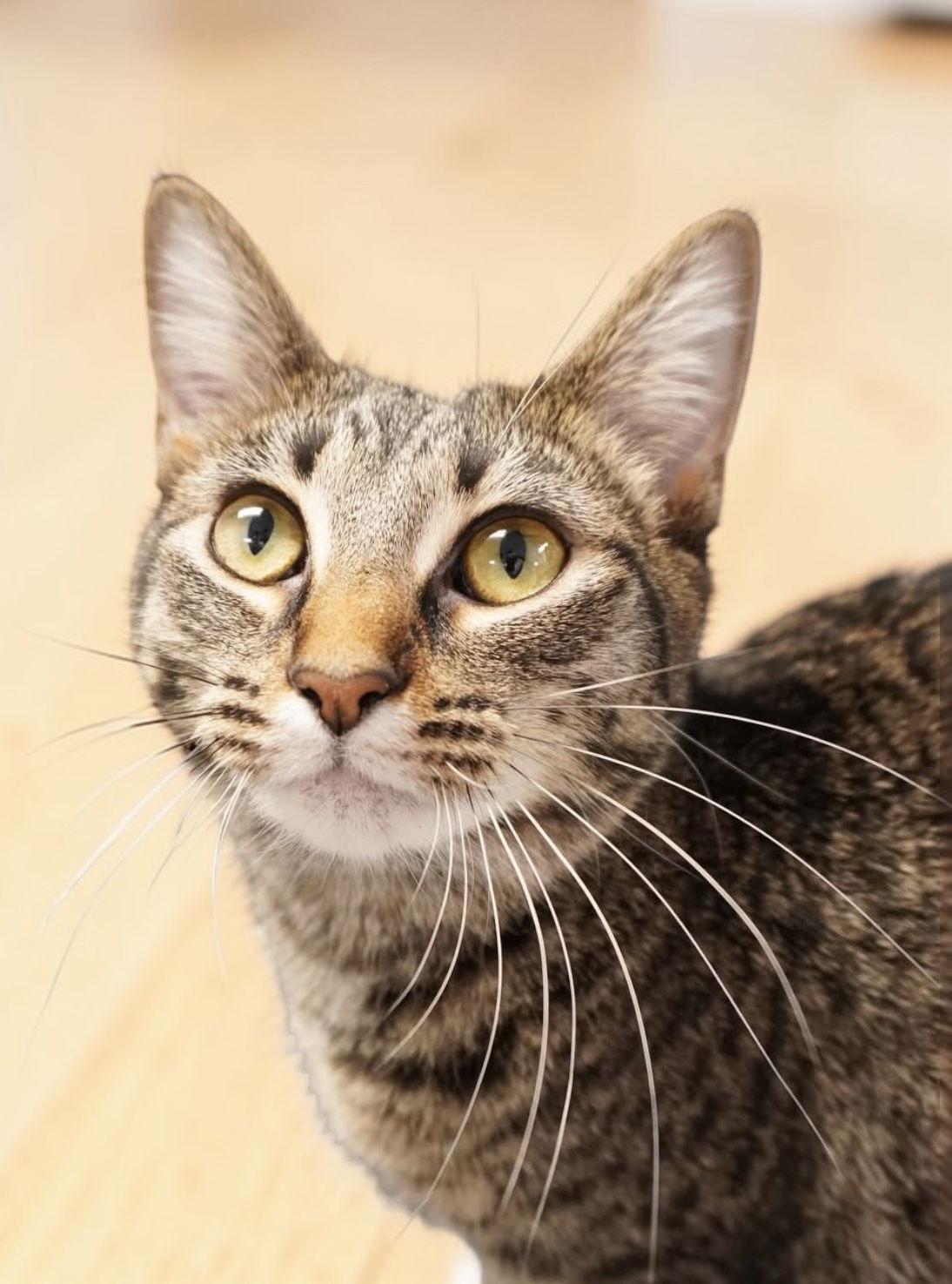 Enlarge Petunia, a Adoptable Domestic Short Hair in Champaign, IL image 2/3