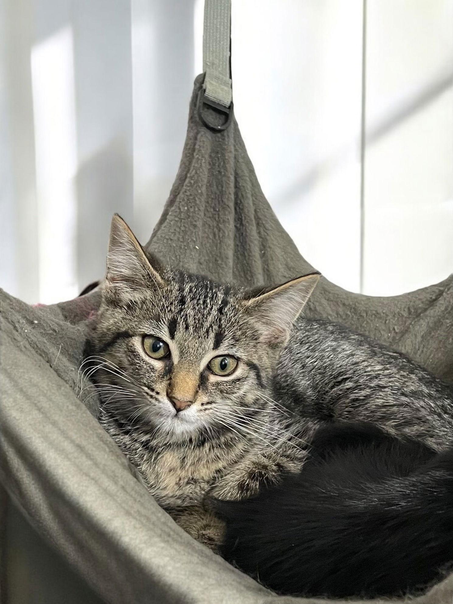 Petunia, Adoptable, Kitten Female Domestic Short Hair.
