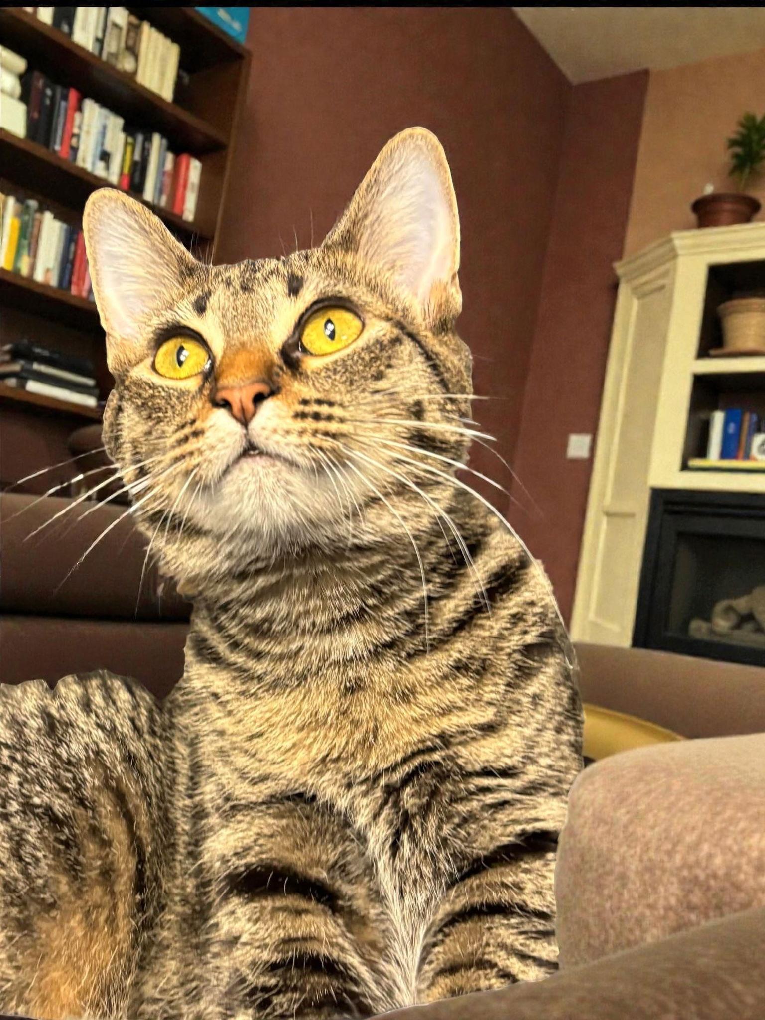 Enlarge Petunia, a Adoptable Domestic Short Hair in Champaign, IL image 3/3