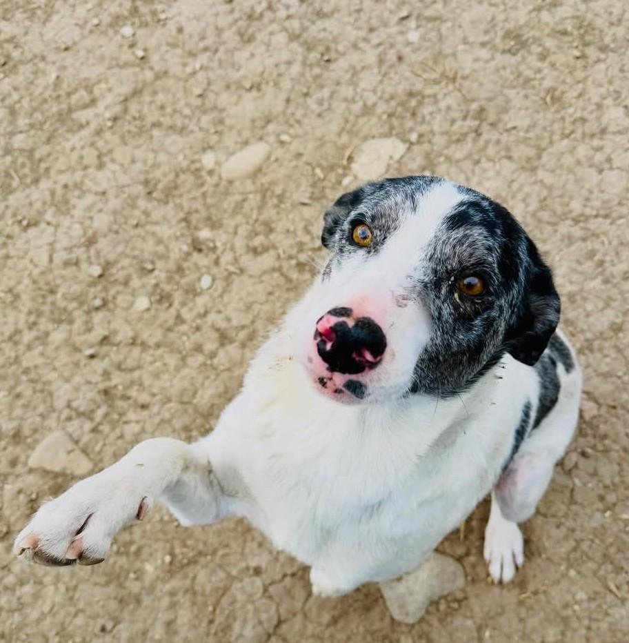 Mama Pepper, ADOPTABLE, Adult Female Mixed Breed.