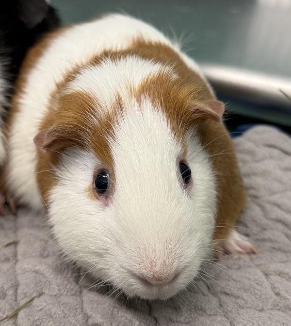 Cheezit, a Adoptable mixed breed in Golden, CO image 1/4