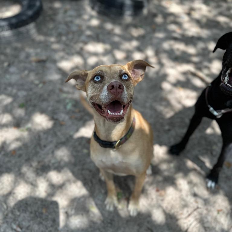 Frenchie, Adoptable, Senior Female Labrador Retriever & Mixed Breed.