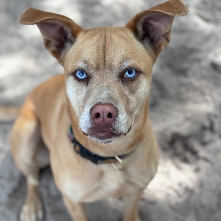 Enlarge Frenchie, a Adoptable mixed breed in Fulton, TX image 2/4