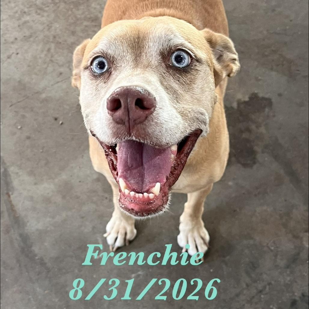 Enlarge Frenchie, a Adoptable mixed breed in Fulton, TX image 3/4