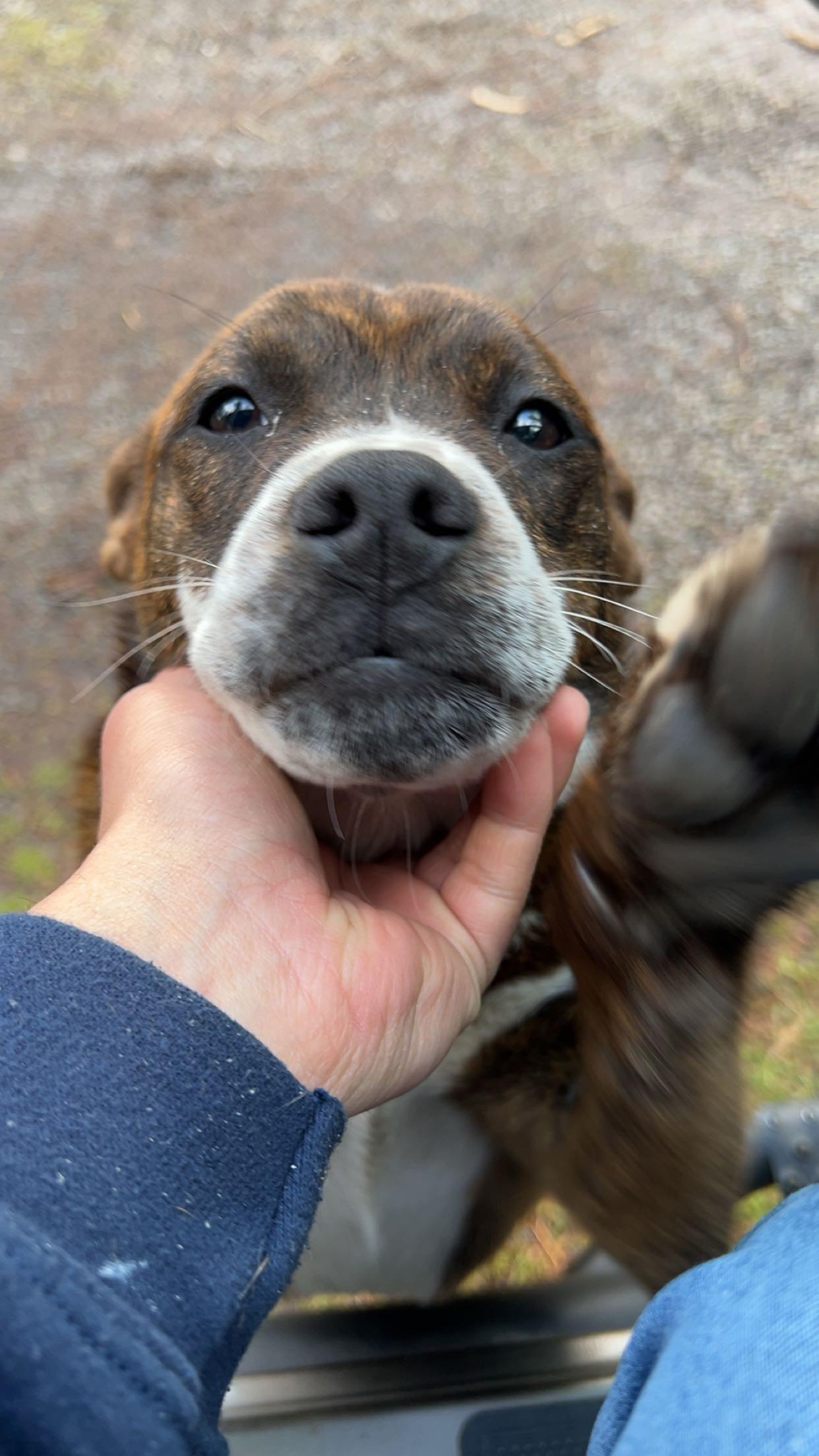 Enlarge Junior, a Adoptable mixed breed in Chehalis, WA image 1/3