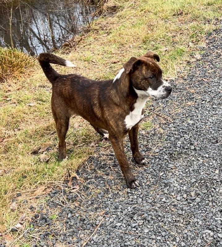 Enlarge Junior, a Adoptable mixed breed in Chehalis, WA image 2/3