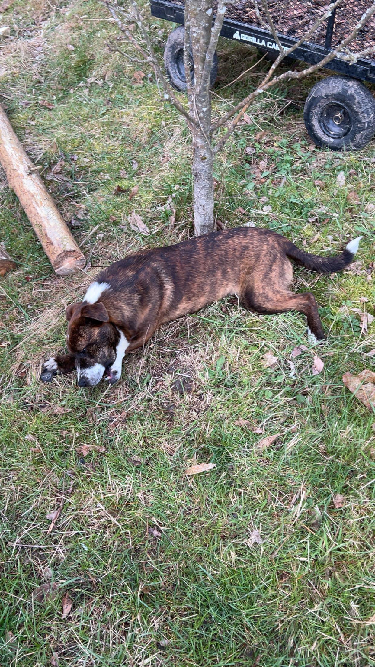 Enlarge Junior, a Adoptable mixed breed in Chehalis, WA image 3/3