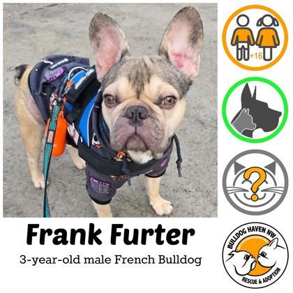 Enlarge FRANK FURTER, a ADOPTABLE French Bulldog in Bonney Lake, WA image 1/3