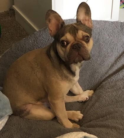 Enlarge FRANK FURTER, a ADOPTABLE French Bulldog in Bonney Lake, WA image 2/3