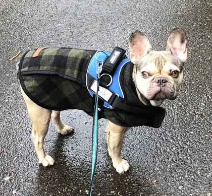 Enlarge FRANK FURTER, a ADOPTABLE French Bulldog in Bonney Lake, WA image 3/3