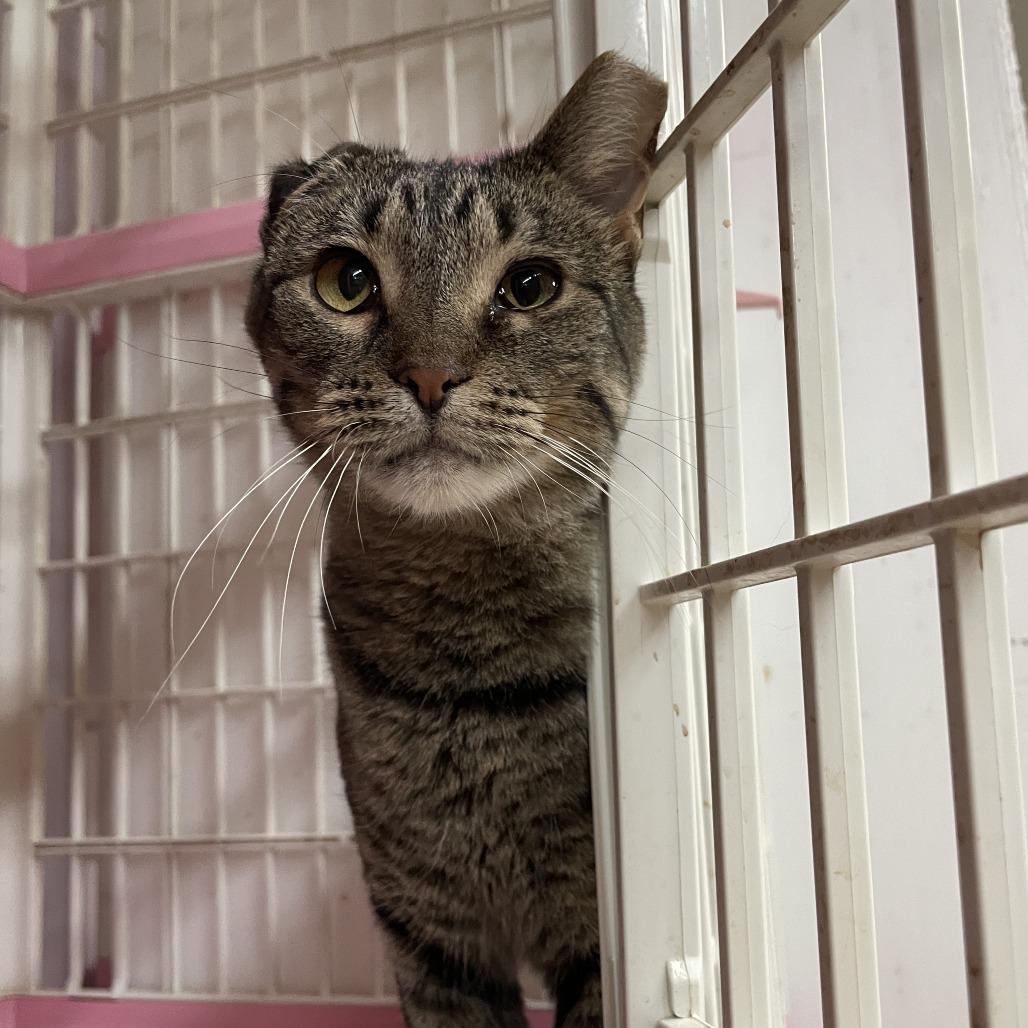 Crystal, Adoptable, Adult Female Domestic Short Hair.