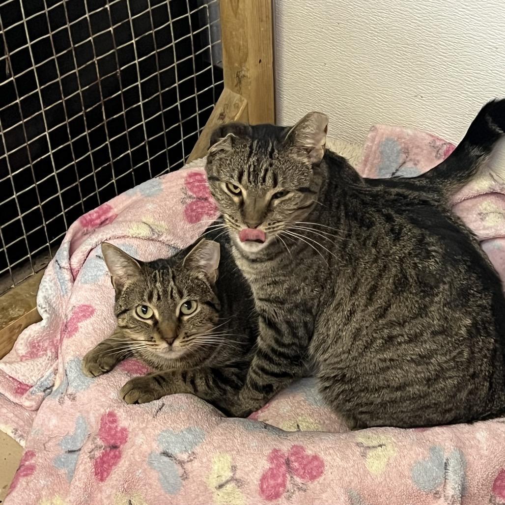 Enlarge Crystal, a Adoptable Domestic Short Hair in Madison, WI image 2/5