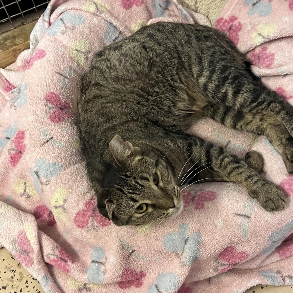 Enlarge Crystal, a Adoptable Domestic Short Hair in Madison, WI image 3/5
