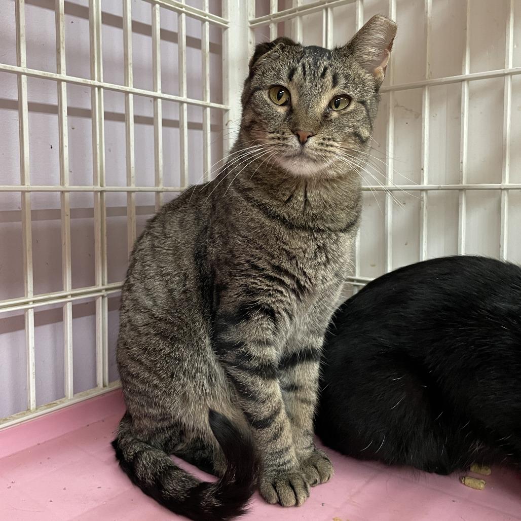 Enlarge Crystal, a Adoptable Domestic Short Hair in Madison, WI image 4/5