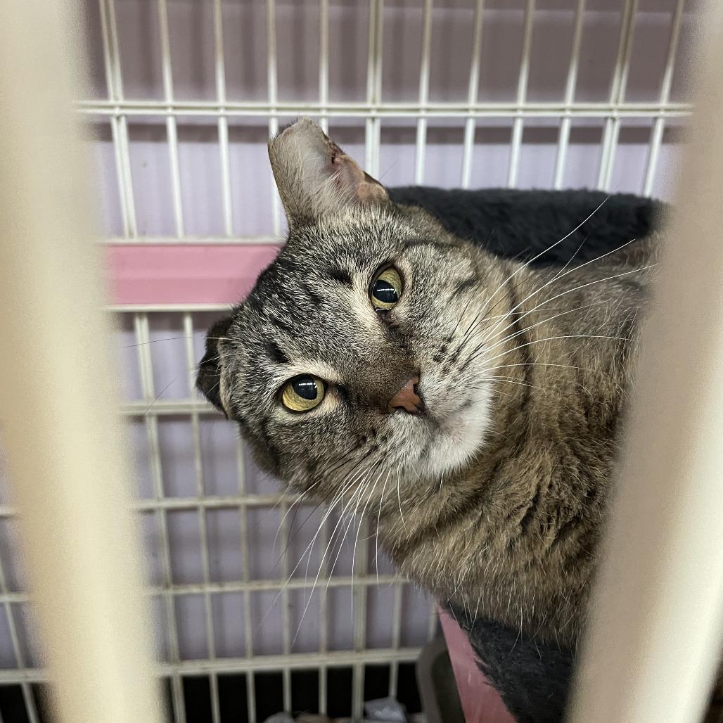 Crystal, Adoptable, Adult Female Domestic Short Hair.