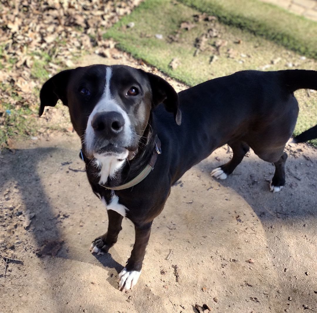 Enlarge Wally, a Adoptable mixed breed in Mineola, TX image 1/1