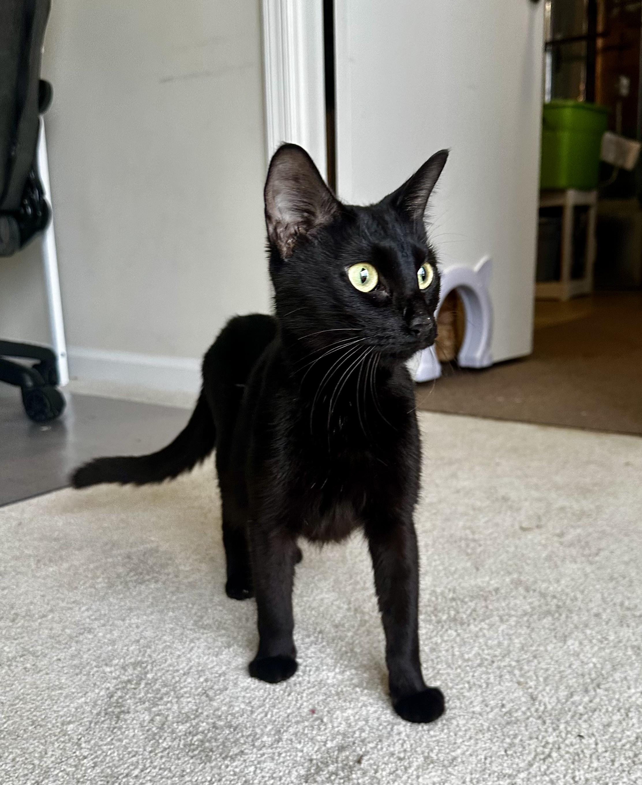 Toothless - YOUR OWN LITTLE NIGHT PURRY!!!, ADOPTABLE, Adult Female Domestic Short Hair.