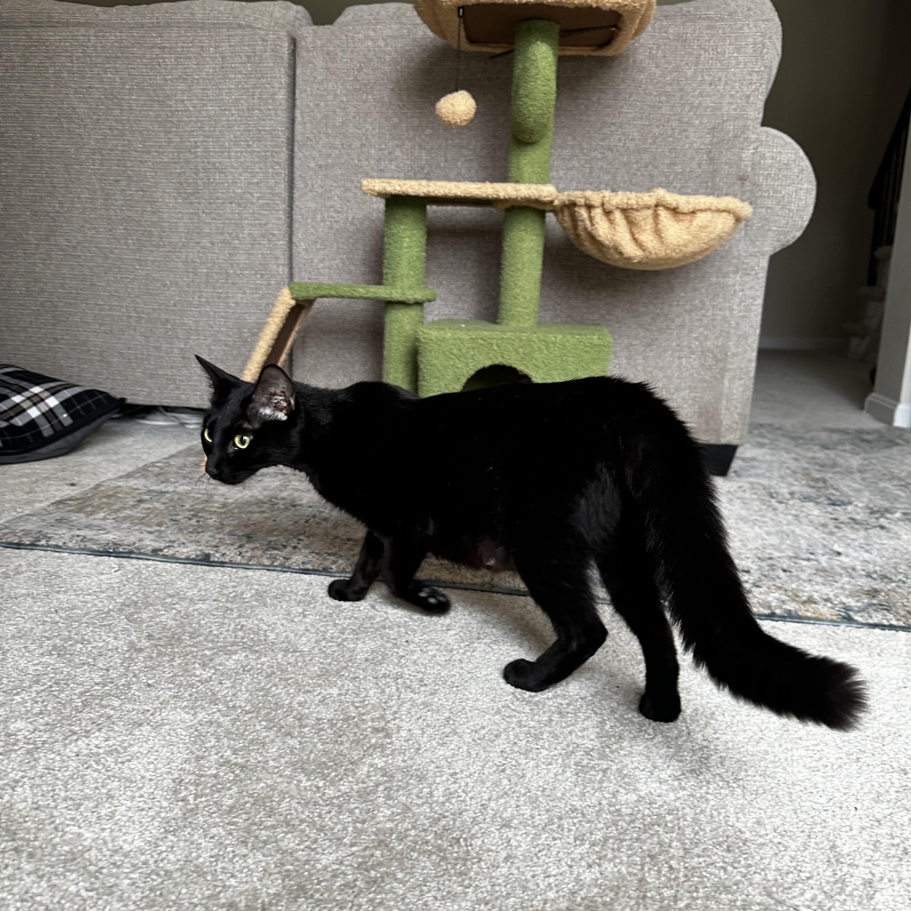 Enlarge Toothless - YOUR OWN LITTLE NIGHT PURRY!!!, a ADOPTABLE Domestic Short Hair in Bristow, VA image 2/2