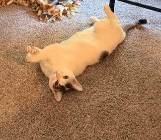 Azula (7751), a Adoptable Tiger in Wesley Chapel, FL image 2/3