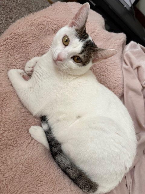 Azula (7751), a Adoptable Tiger in Wesley Chapel, FL image 3/3