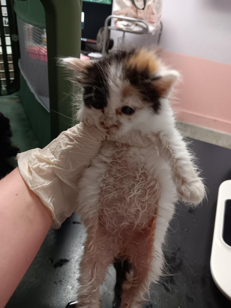 Prysm, Adoptable, Kitten Female Domestic Short Hair.