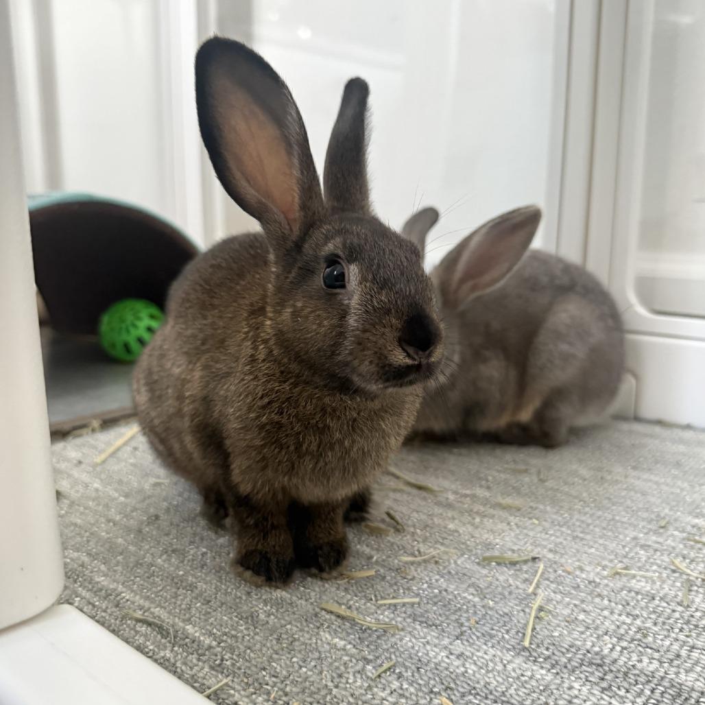 Almond, Adoptable, Baby Female American.