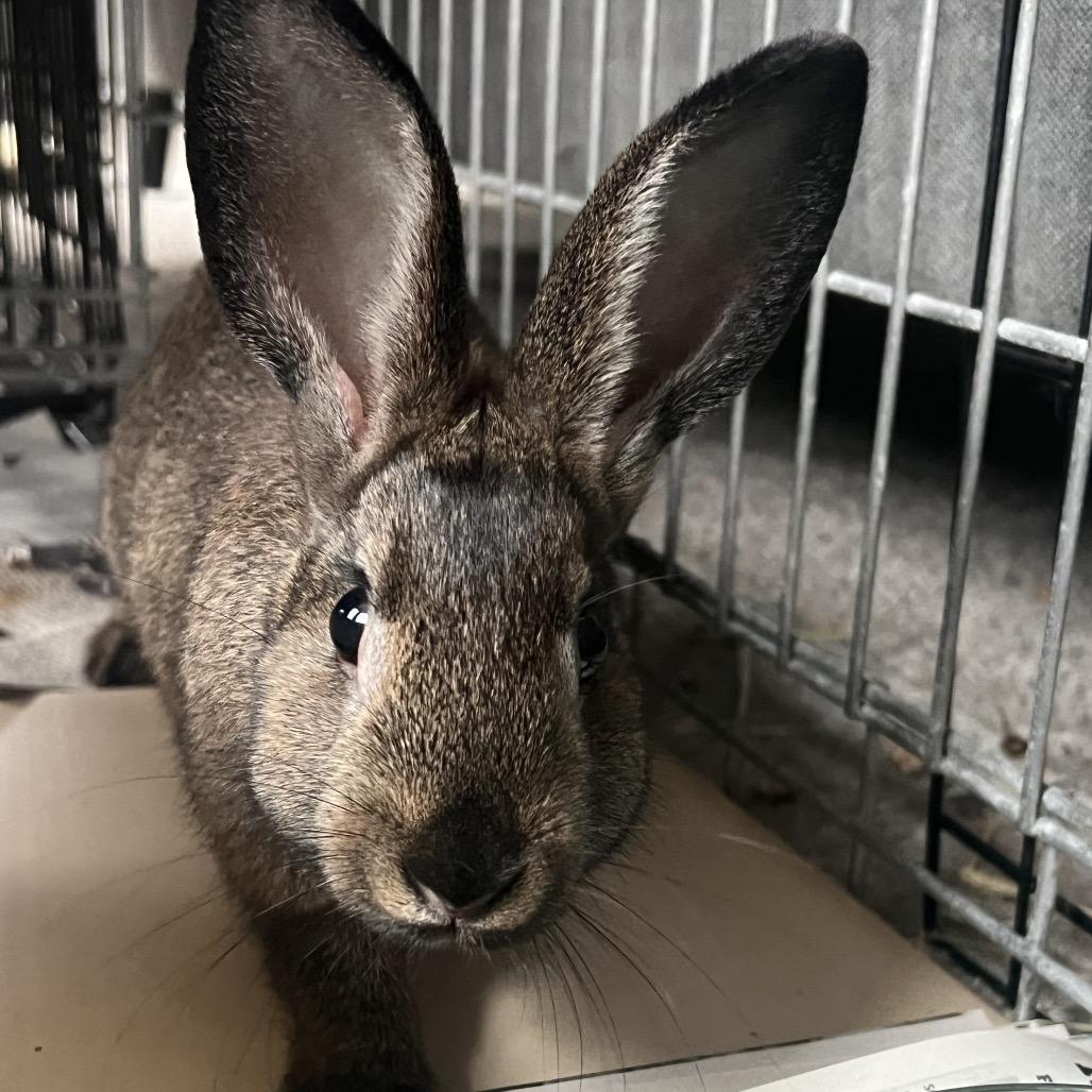 Enlarge Almond, a Adoptable American in Tacoma, WA image 2/4