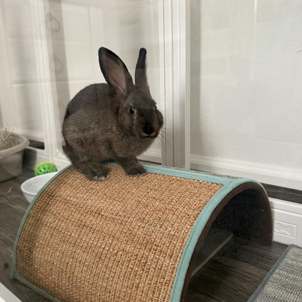 Enlarge Almond, a Adoptable American in Tacoma, WA image 3/4
