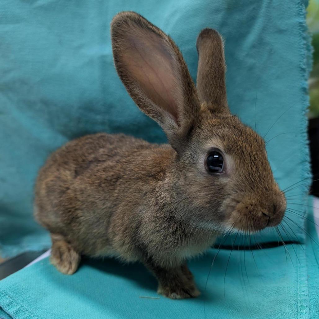 Enlarge Almond, a Adoptable American in Tacoma, WA image 4/4