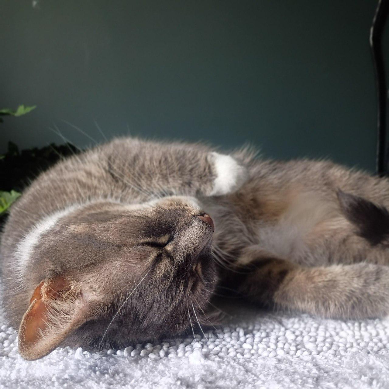 Pugsley & Wednesday, a ADOPTABLE Domestic Short Hair in Cincinnati, OH image 4/5