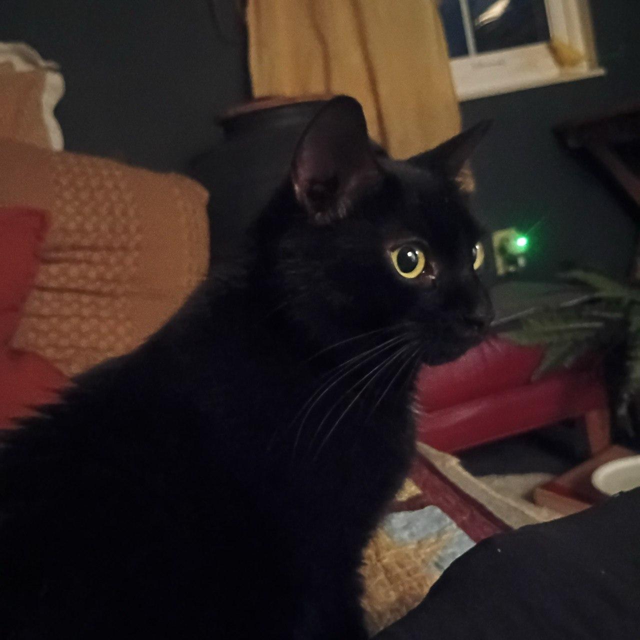 Pugsley & Wednesday, a ADOPTABLE Domestic Short Hair in Cincinnati, OH image 3/5