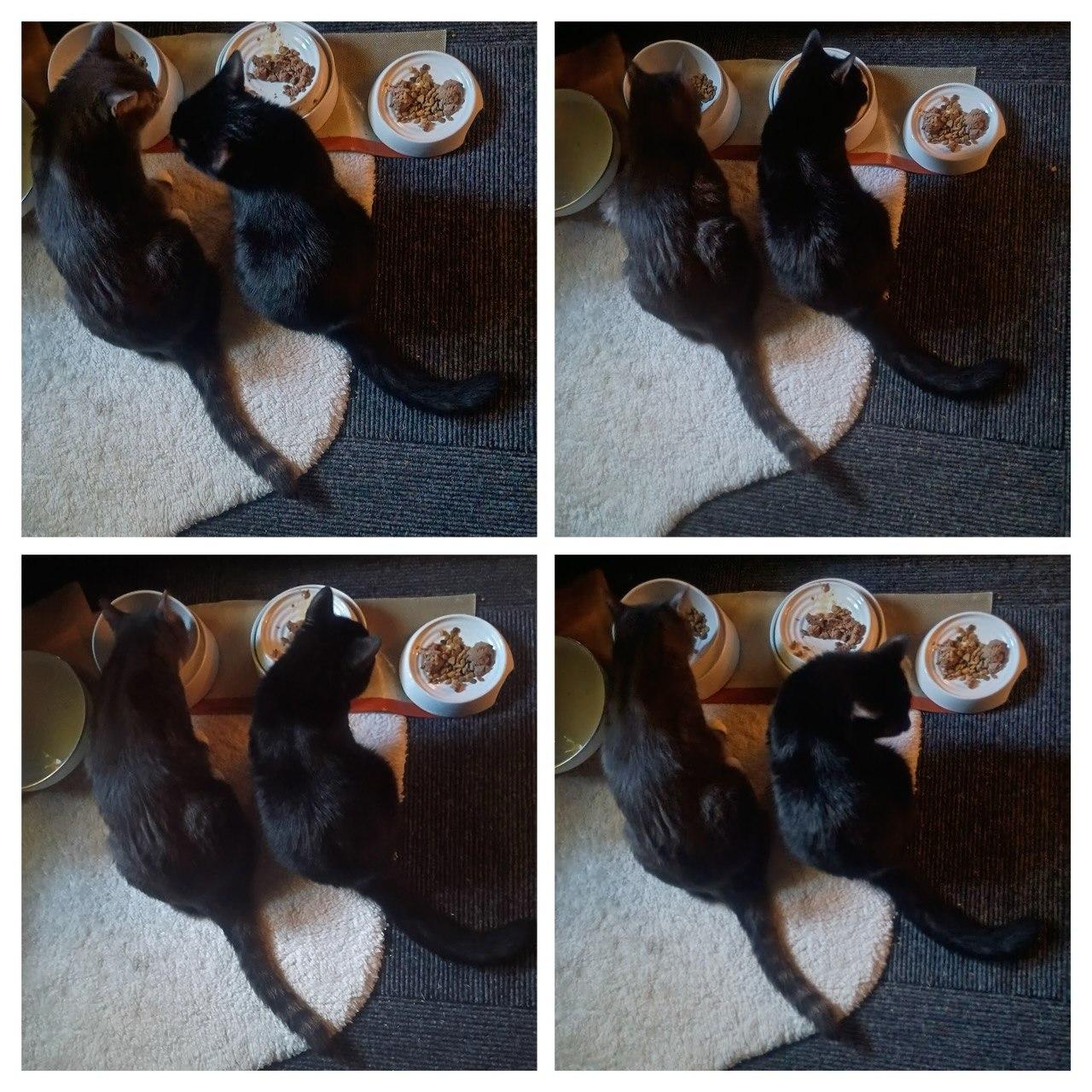Pugsley & Wednesday, a ADOPTABLE Domestic Short Hair in Cincinnati, OH image 2/5