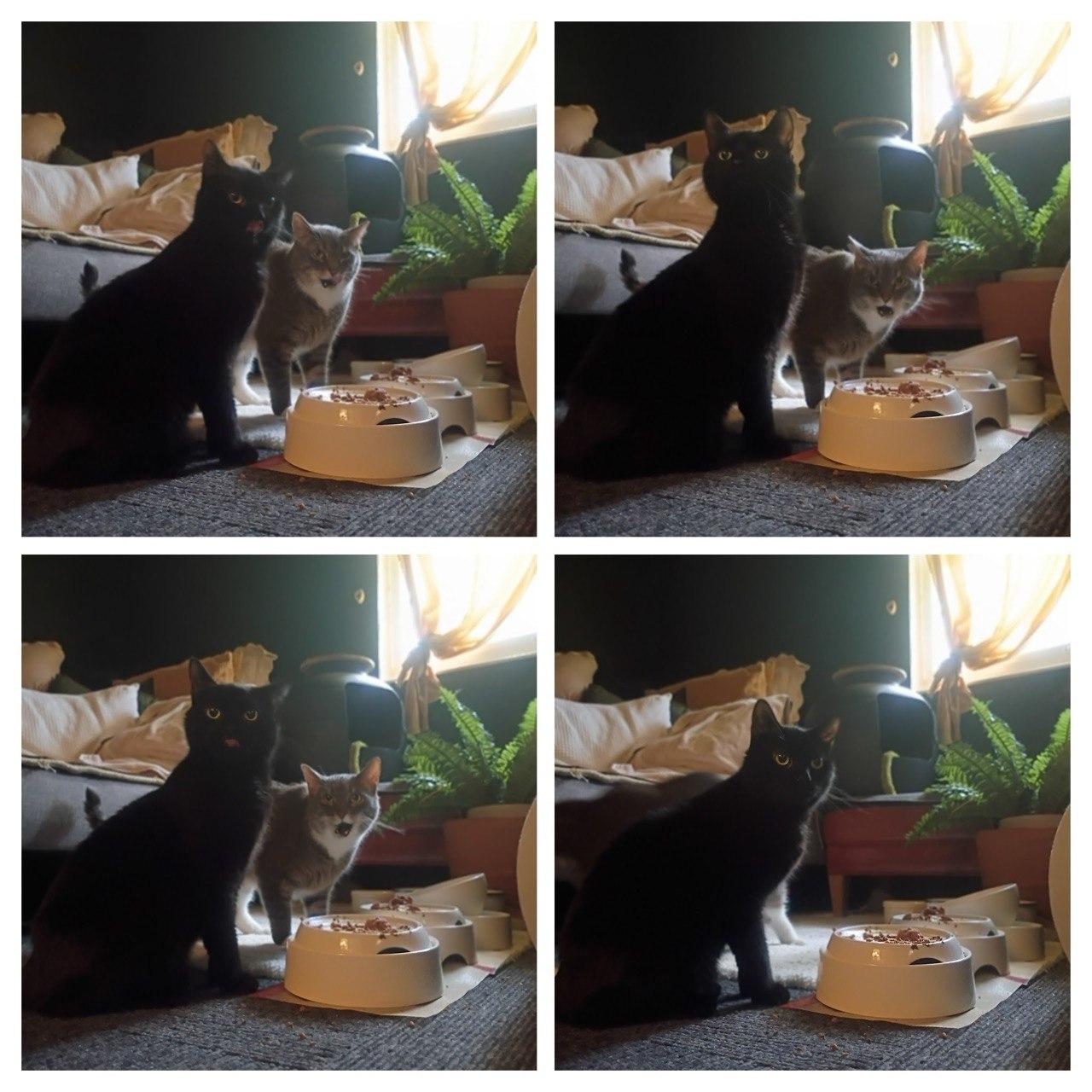 Pugsley & Wednesday, a ADOPTABLE Domestic Short Hair in Cincinnati, OH image 1/5