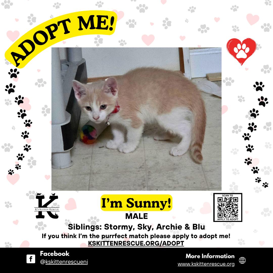 Enlarge Sunny, a ADOPTABLE Domestic Short Hair in Brick, NJ image 1/1