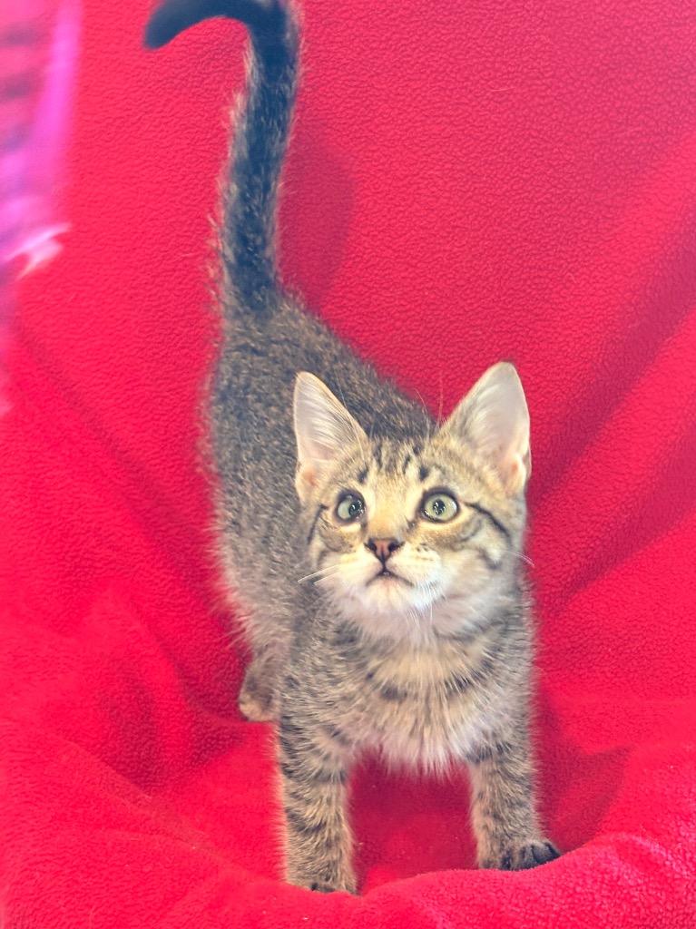 Granger, a Adoptable mixed breed in Spring, TX image 1/5