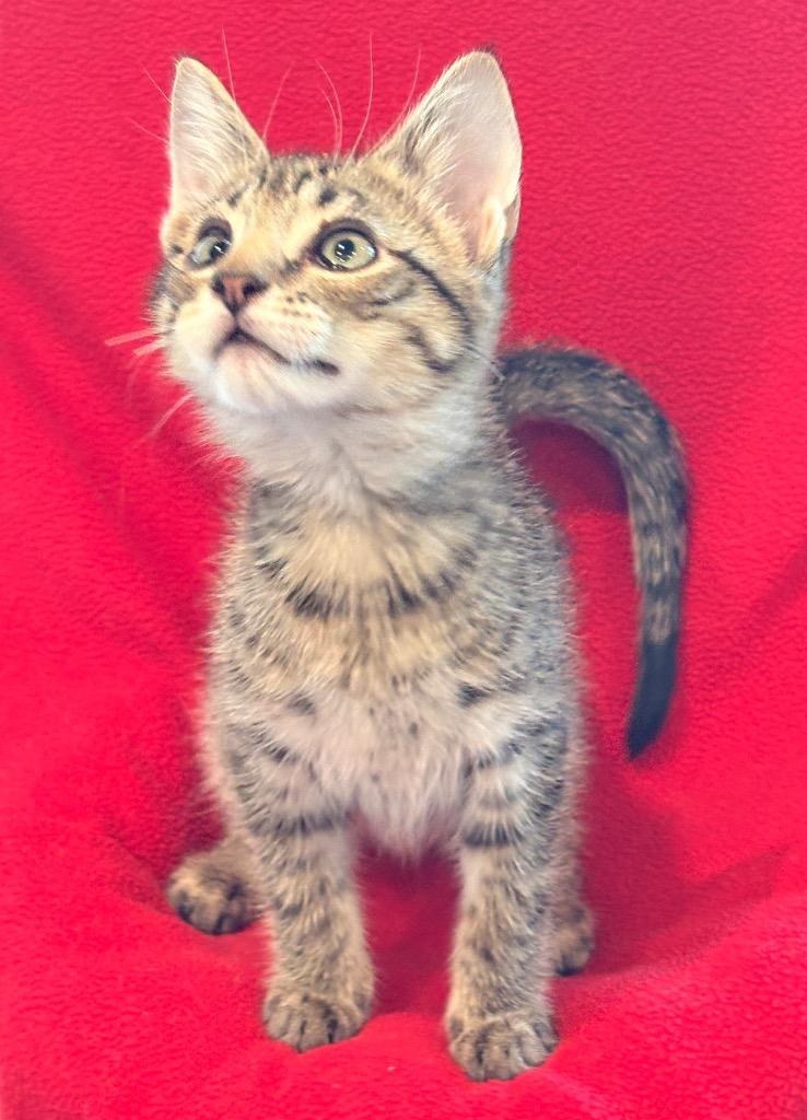 Granger, a Adoptable mixed breed in Spring, TX image 2/5