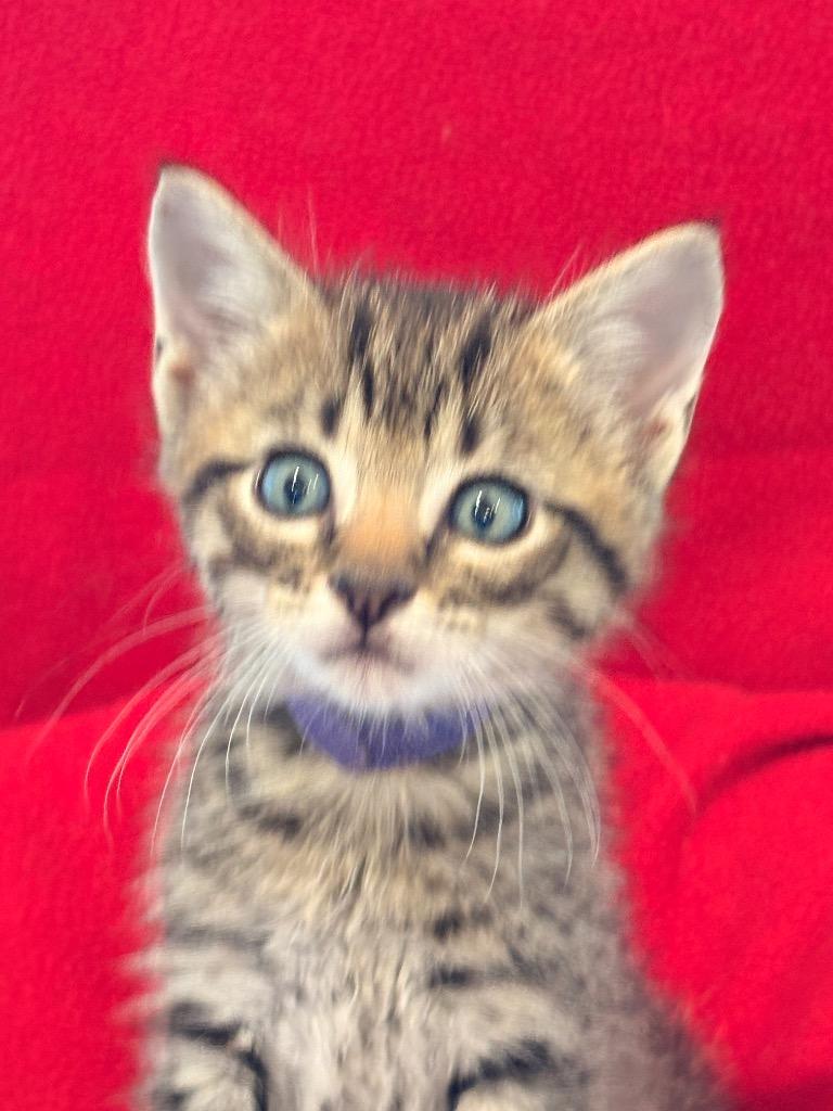 Granger, a Adoptable mixed breed in Spring, TX image 3/5