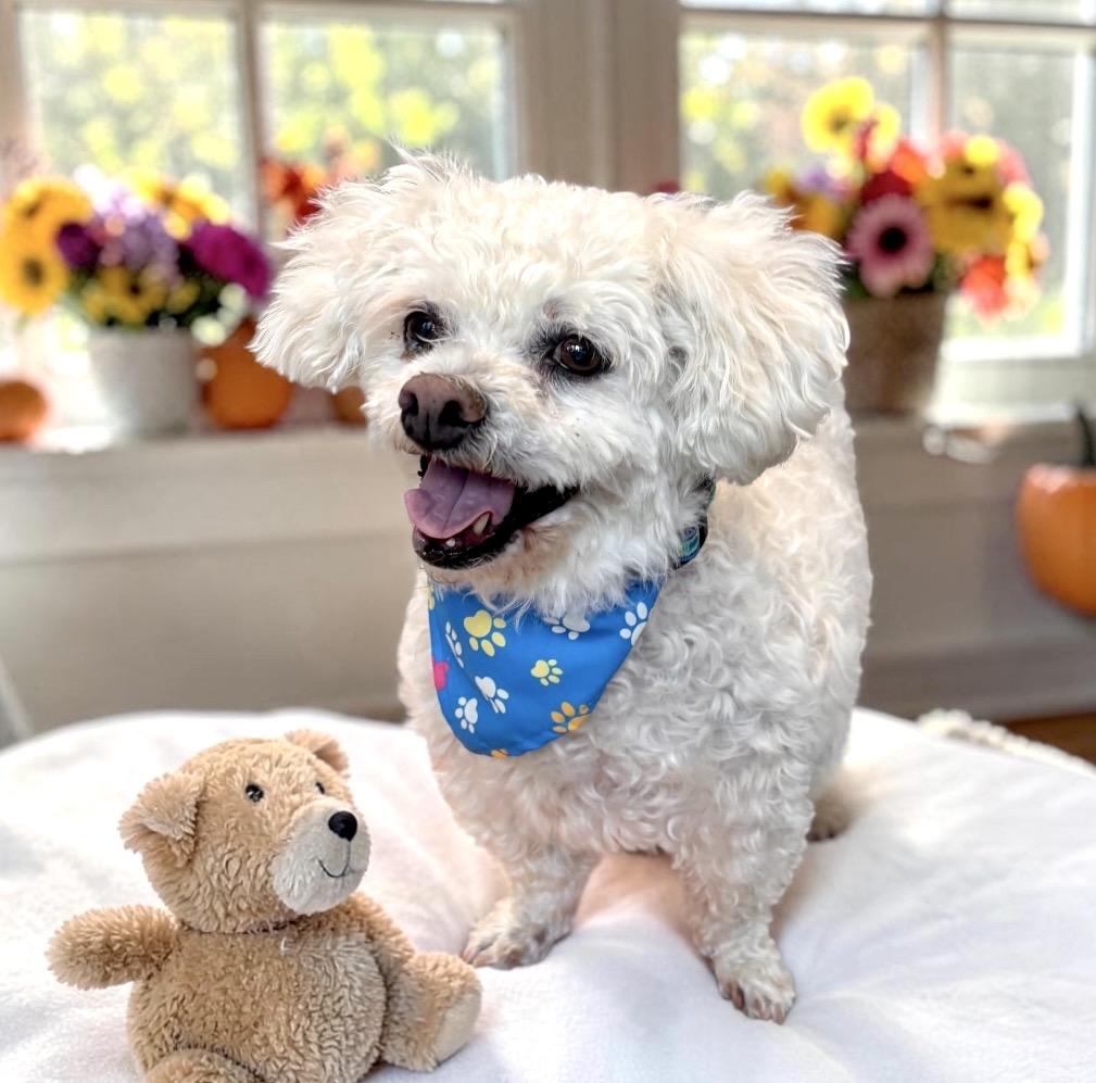 Enlarge Mickey, a Adopted Bichon Frise in Perry, IA image 5/6