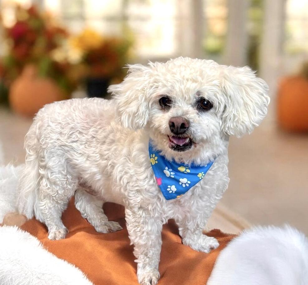 Enlarge Mickey, a Adopted Bichon Frise in Perry, IA image 2/6