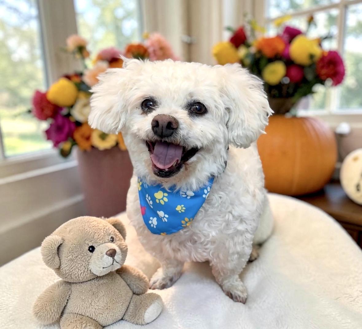 Enlarge Mickey, a Adopted Bichon Frise in Perry, IA image 4/6