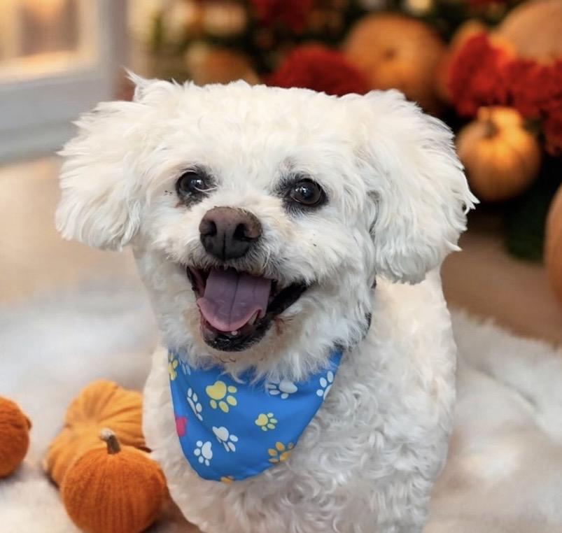 Enlarge Mickey, a Adopted Bichon Frise in Perry, IA image 1/6